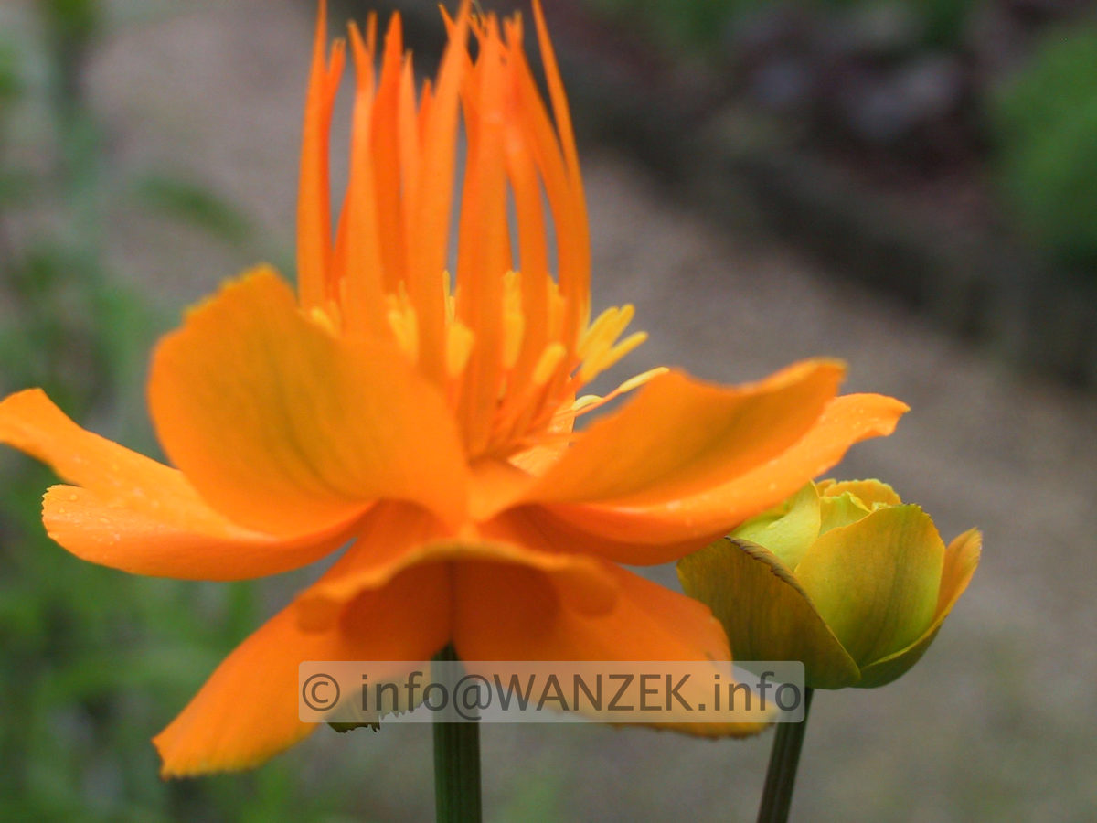 Trollius chinensis Golden Queen 02 unscharf.JPG